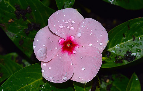 gėlė, lietus, Rasos, rožinė, energingas, sodas, makro