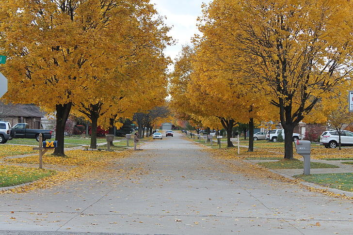 padec, listi, ulica, drevo, padec barve, spadajo listi, jeseni
