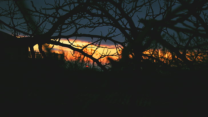 trees, branches, dark, sunset, clouds, creepy, nature