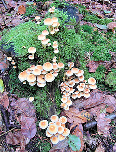 mushrooms, sponge, tree stump, moss