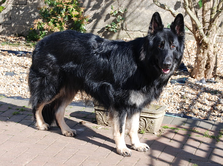 Free photo: german shepherd, dog, alsatian | Hippopx