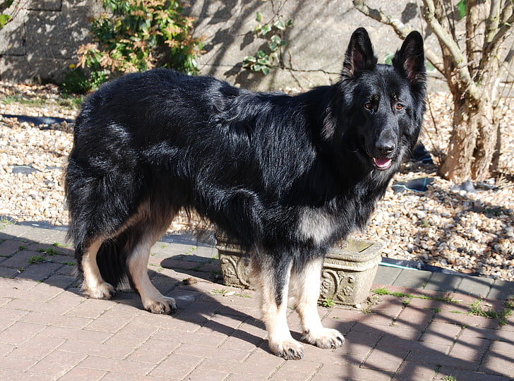 hund, tysk, Shepherd, Alsace, Pet, purebred, stående