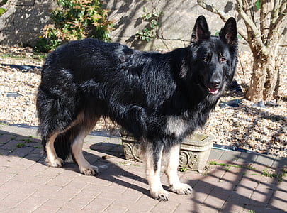 dog, german, shepherd, alsatian, pet, purebred, standing