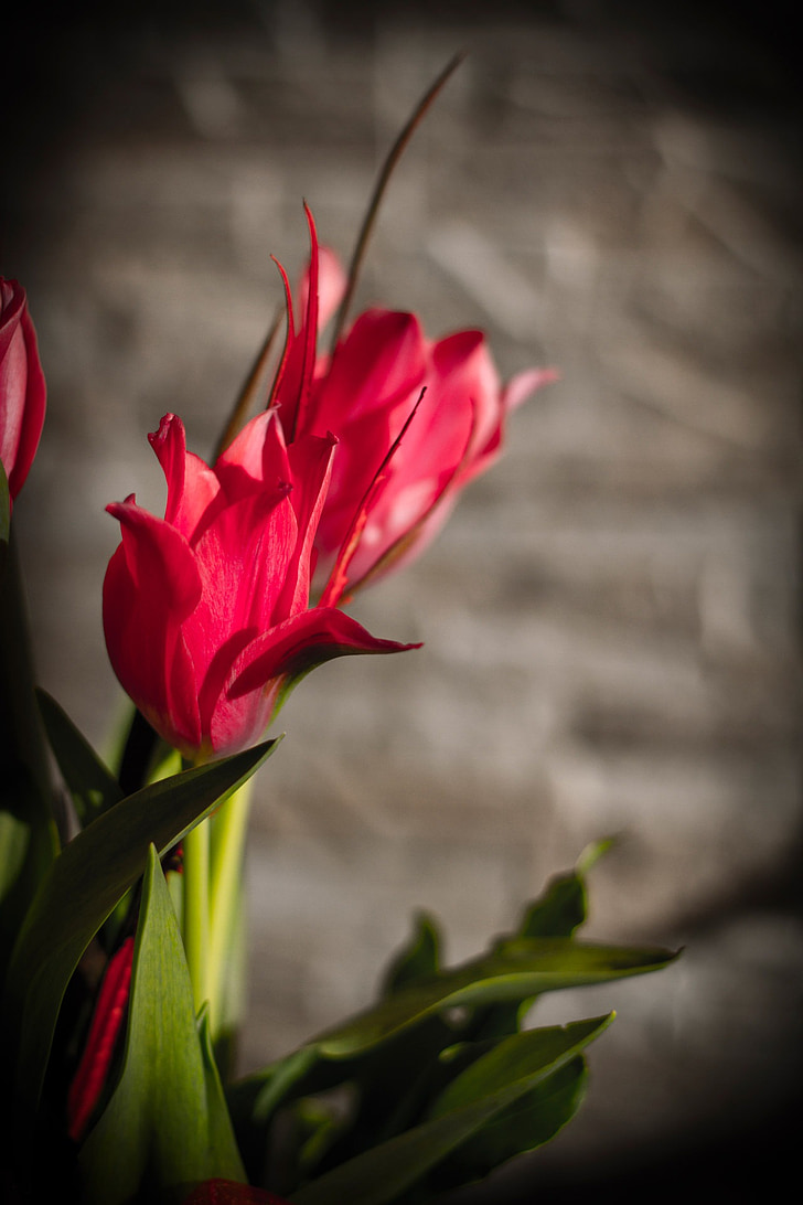 Rosa, tulipes, flors, floristeria, flora, natura, primavera
