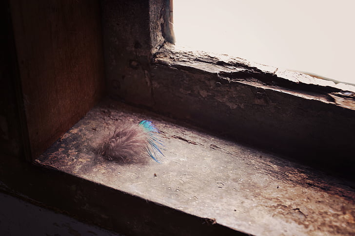 abandoned, blur, close-up, daylight, dirty, feather, focus