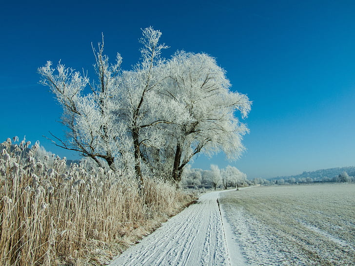 vinter, snö, vit, träd, träd, sätt, naturen