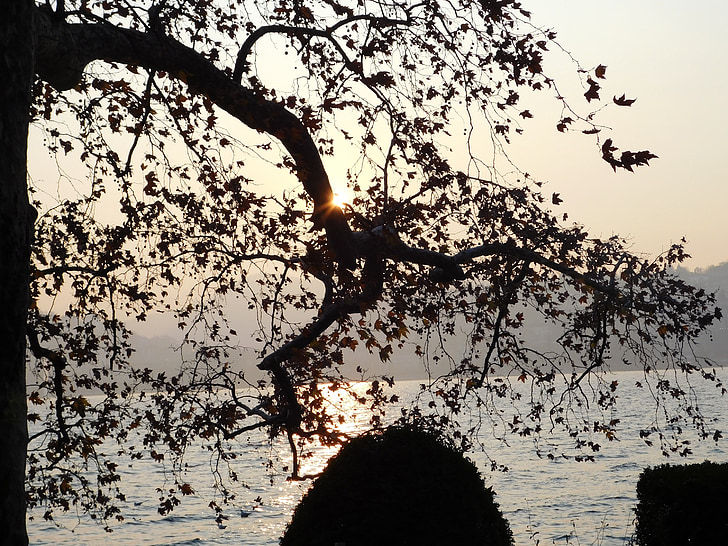zalazak sunca, Sunce, drvo, jezera Lugano, jezero, odraz, zalazak sunca