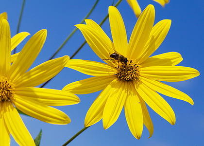ผึ้ง, ดอกไม้ห่าน, ดอกไม้, โรงงาน, ธรรมชาติ, สีเหลือง, ฤดูร้อน