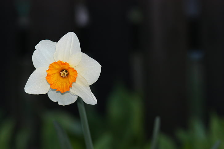 Daffodil, blomma, gul, våren