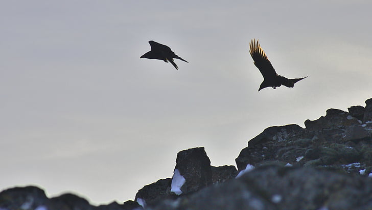 raven, two, black, animal, wildlife, nature, bird