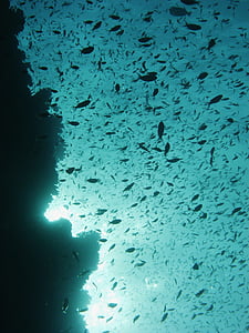 immersioni subacquee, sott'acqua, pesce, barriera corallina