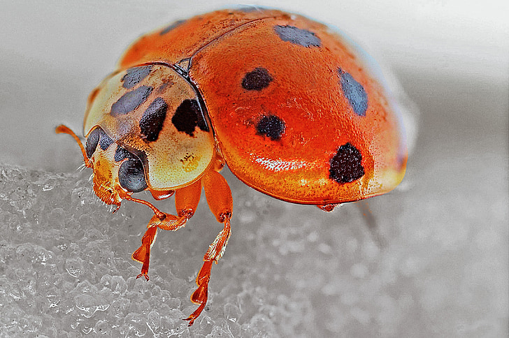 Ladybug, macro, insectă, Gândacul, natura, Biologie, vara