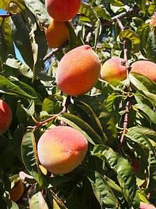 peach, fruit, ripe, juicy, fresh, food, summer