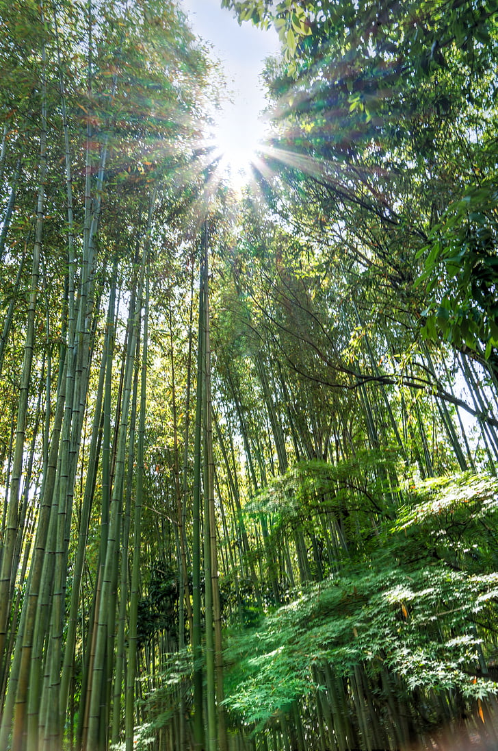 Japão, Arashiyama, floresta de bambu, Sunstar, verde, Kyoto, Marco