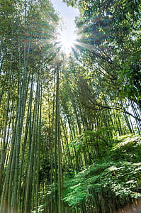 Japán, Arashiyama, bambusz erdő, Sunstar, zöld, Kiotói, Landmark