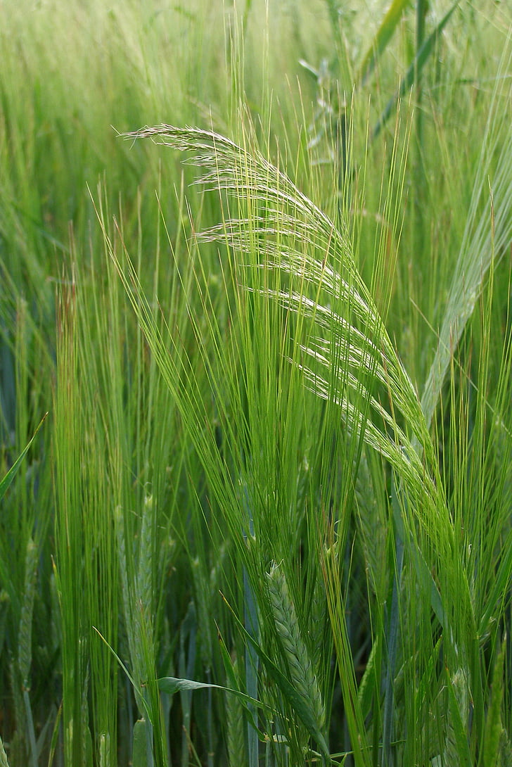 barley, corn, grass, green, field, grain, agriculture