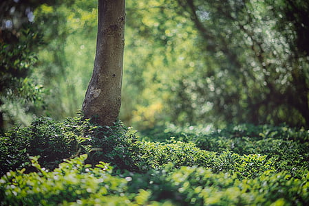 rừng, Thiên nhiên, màu xanh lá cây, cây, tán lá, tự nhiên, môi trường