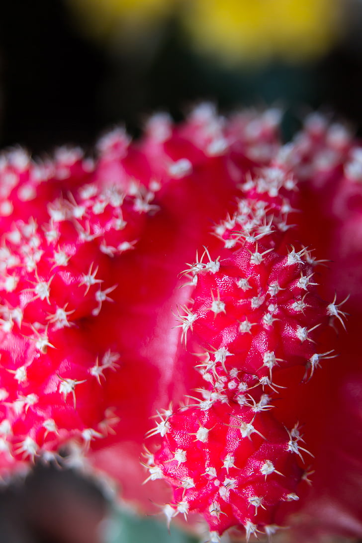 Cactus, sperone, fiore del cactus, Sting, pianta, fico d'India, chiudere