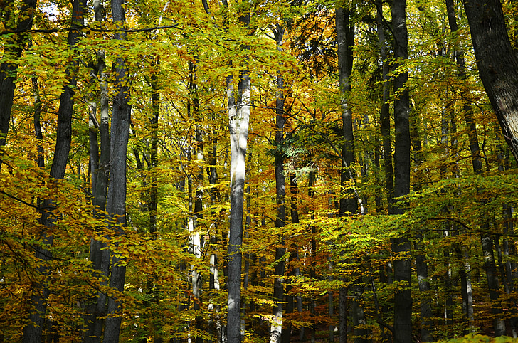 秋, 秋の森, 落葉性の木, フォレスト, 木, 秋の紅葉, 黄金色の秋