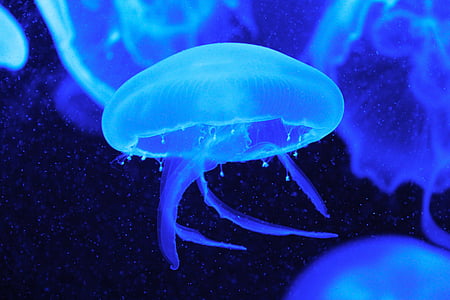 jellyfish, fish, blue, aquarium, beautiful, mesmerising, singapore