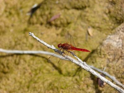 libélula roja, Cañas, humedal, Erythraea Erythraea, insecto con alas, libelulido