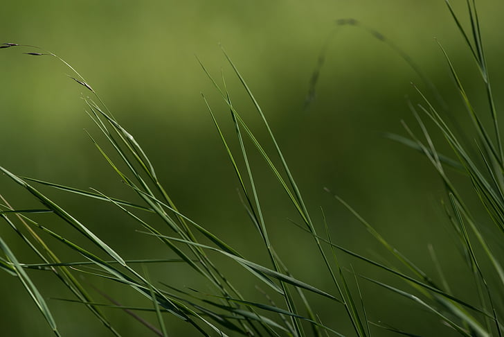 grass, green, meadow, nature, plant, high grass, individual grasses