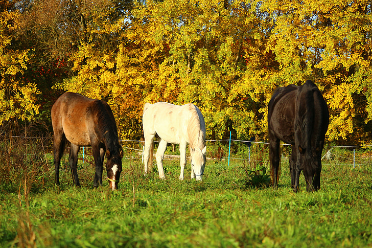 autunno, cavallo, purosangue arabo, pascolo, muffa, foresta di autunno, accoppiamento