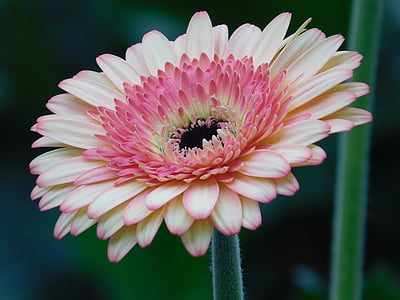 bunga, Gerbera, merah muda, makro