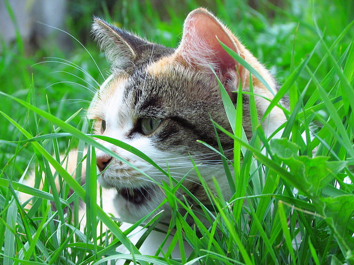 кішка, сад, грушева, вітчизняних, котячих, відкритий, домашньої кішки