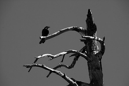 Corvo, pássaro preto, vida selvagem, animal, natureza, preto, pássaro