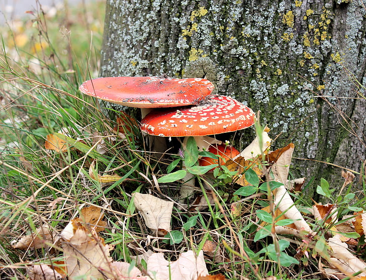champignon, rød med hvide prikker, efterår, agaric, svamp, natur, skov
