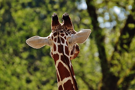 giraffa, Zoo di, animale, Ritratto animale, Tierpark hellabrunn, Monaco di Baviera