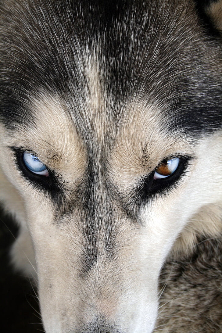 Husky, olho, cão, canino, retrato, animal, amigo