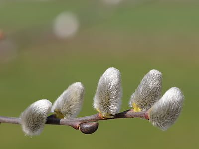 musim semi, berbulu, catkins Willow tergantung, Cantik, beludru, bulu, Scion
