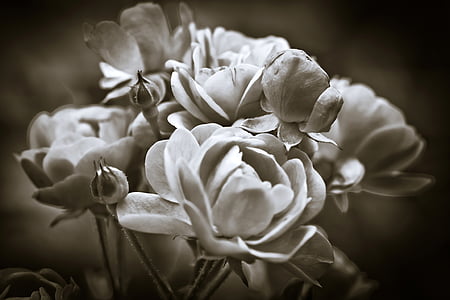 Троянди, квітка, цвітіння, цвітіння, шлях з троянди, Природа, білий