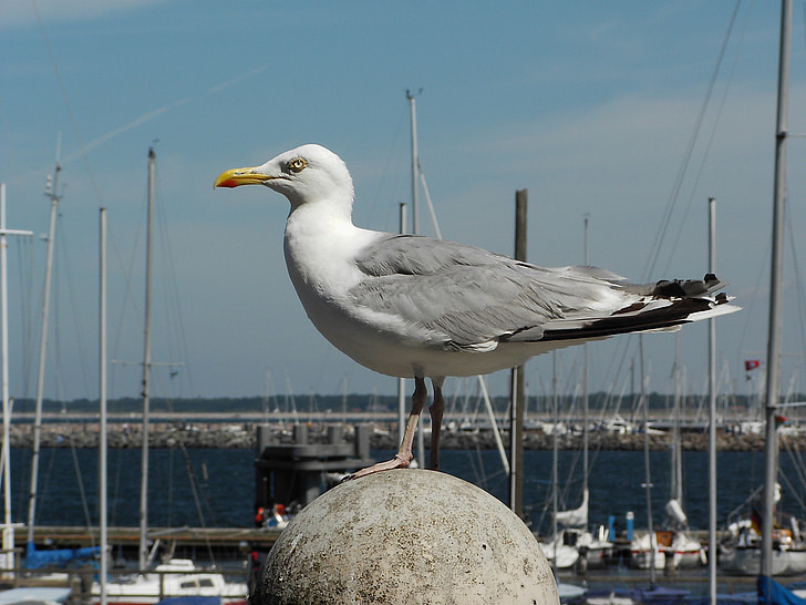Seagull, burung, Maritim, Port, Laut Utara