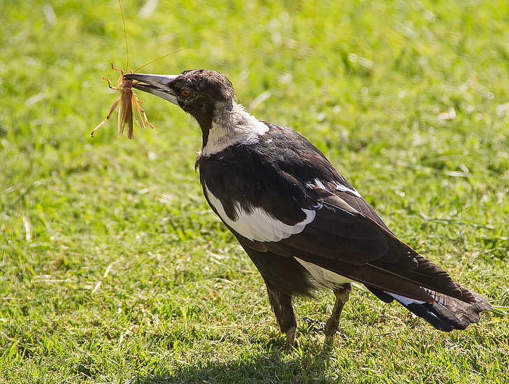 magpie, australian magpie, hungry, catch, prey, insect, beak