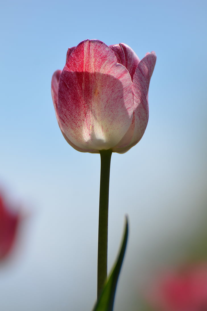 Tulipaner, blomst, Holland, natur, plante, lyserød farve, Tulip