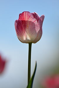 tulpės, gėlė, Olandijoje, Gamta, augalų, rožinės spalvos, tulpė