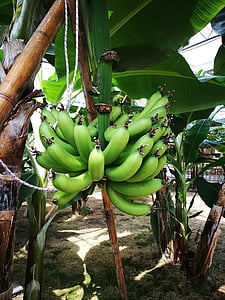 bananų, augimo laikotarpiu, atogrąžų, vaisių, žalia