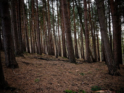 forest, trees, ground, wood