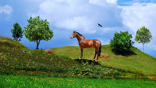 horse, bird, arara, birds, trees, vegetation, field