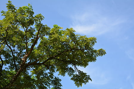 arbre ciel, naturel, arbre, feuilles d’automne, Sky