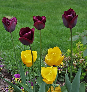 tulips in the garden, signs of spring, small and large, spring, tulip, bloom, flowers