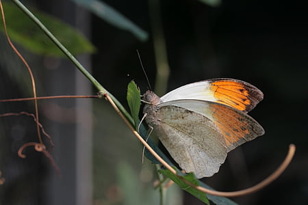 motýľ, veľké aurorafalter, hebomoia glaucippe, trópoch motýľ