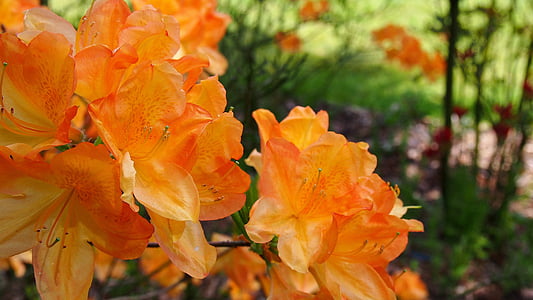azalea, flower, rhododendron japanese, azaleas, spring, nature, macro
