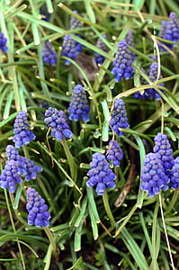 spring, nature, blue, flower, garden, muscari, purple