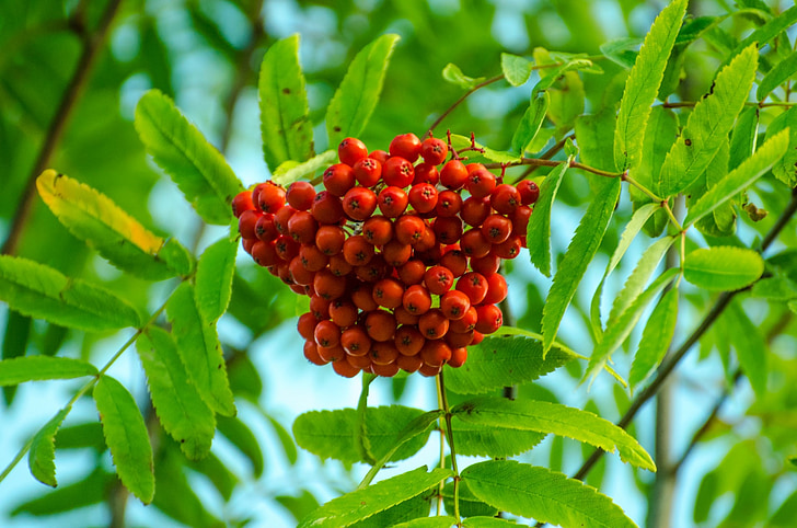 musim gugur, Berry, Berry, cabang, Bush, Close-up, Flora