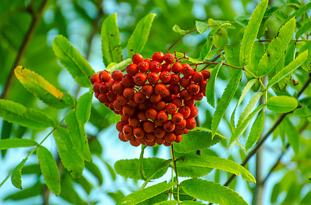 podzim, bobule, Berry, větev, Bush, detail, Flora
