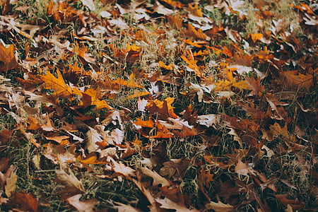 rudos spalvos, lapai, žalia, žolės, lapų, rudenį, lauko